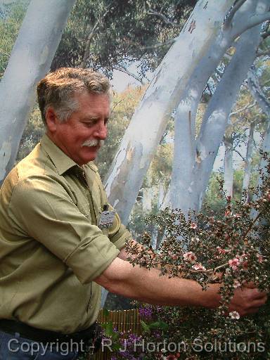 Leptospermum Peter O 